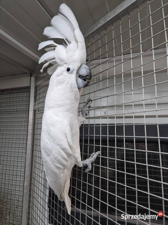 Kakadu Alba Rakoniewice