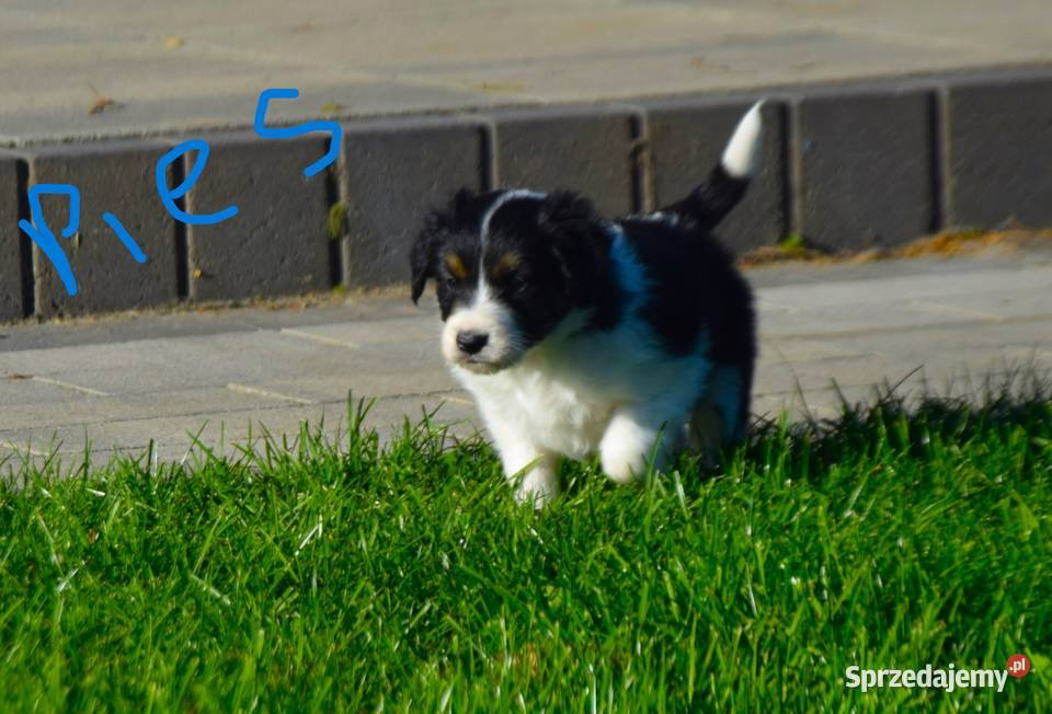 Border Colie wielkopolskie Jarocin