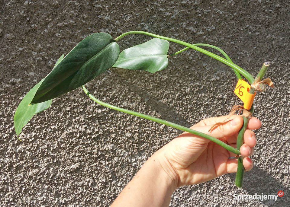 Philodendron filodendron Emerald Queen sadzonka Zielone Kraków