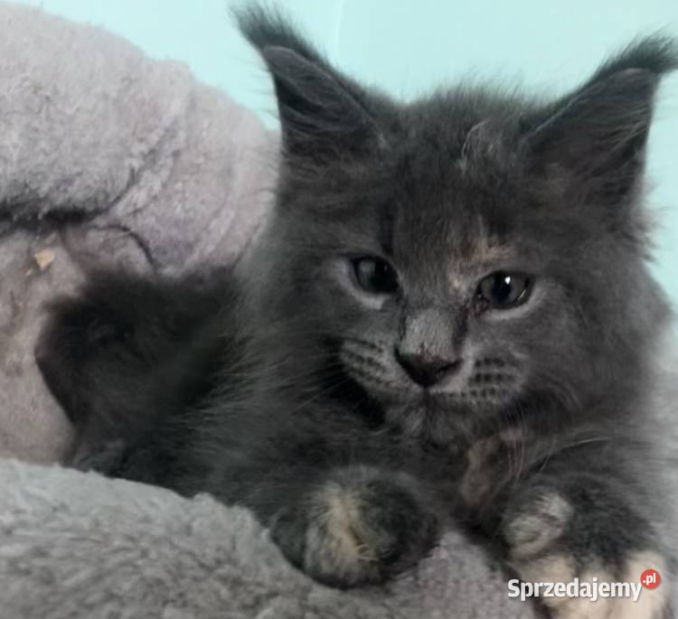 Maine Coon koteczka dolnośląskie Wińsko