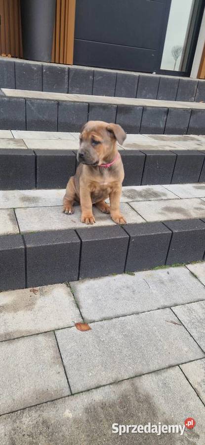 Cane Corso szczenieta rodowodowe błekitne i lubelskie Bychawa