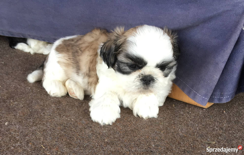 Szczeniaki Shih Tzu Rudzica