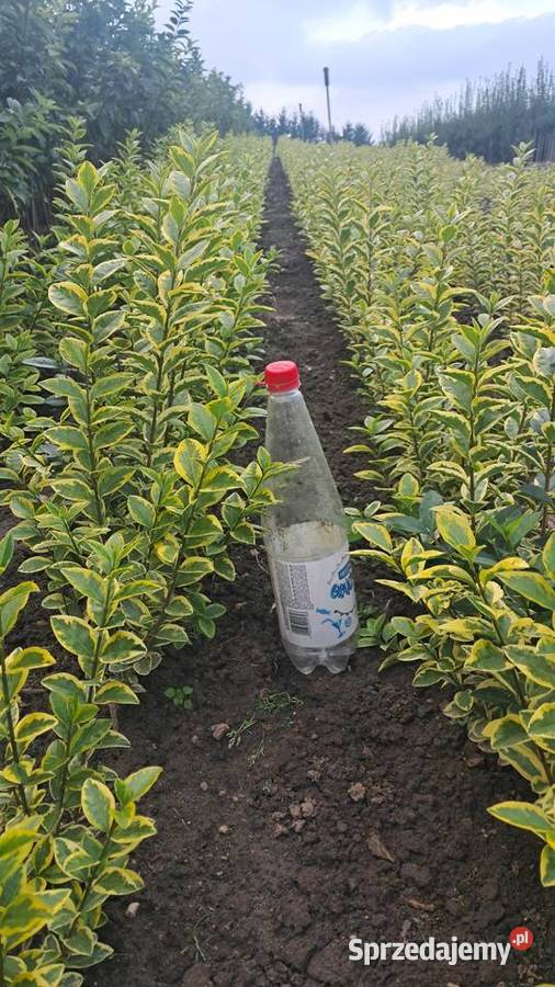 Ligustr zimolistny Aureum 4080 5 Mąkolno sprzedam