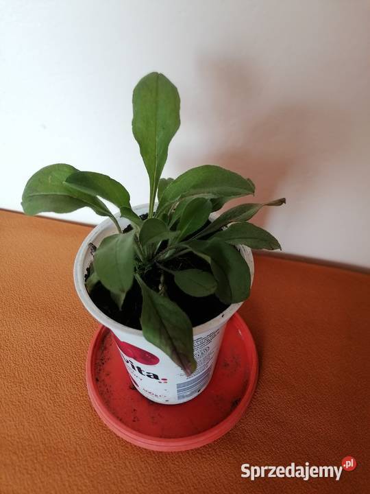 Marcinki jesienne kwiaty mrozoodporne łódzkie Łódź