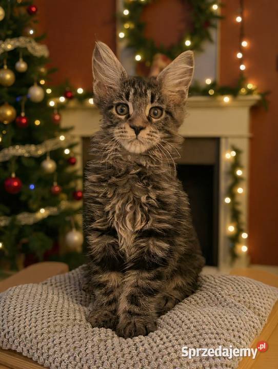 Kocieta Maine Coon Koty