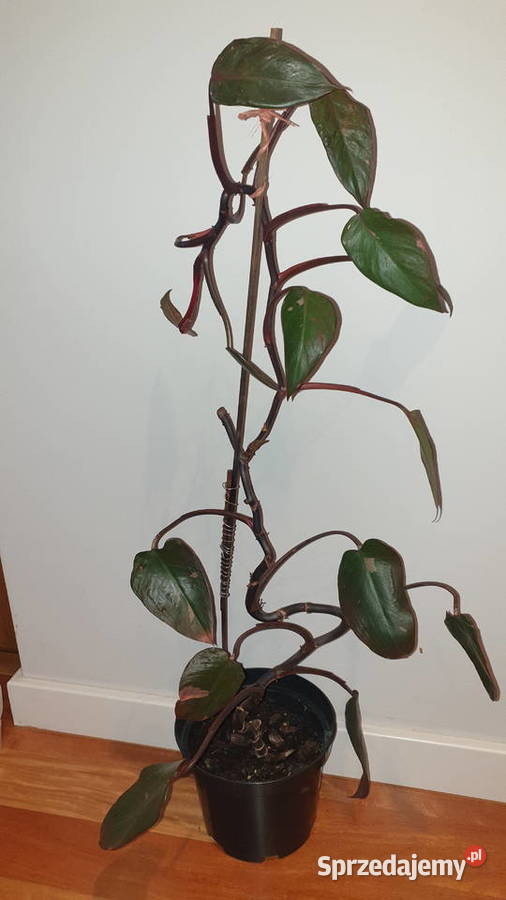 Philodendron White Princess Filodendron Pink Warszawa