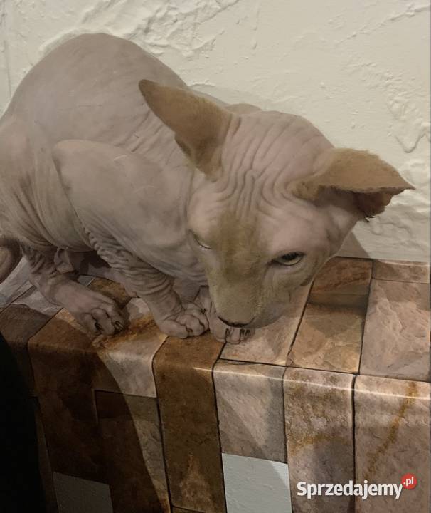 Sfinks Kanadyjski Reproduktor Leszno