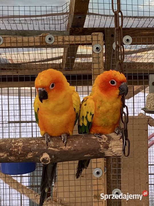 Sprzedam konury słoneczne Damasławek