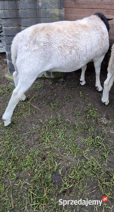 DORPER Baranki Owce tryk jarki