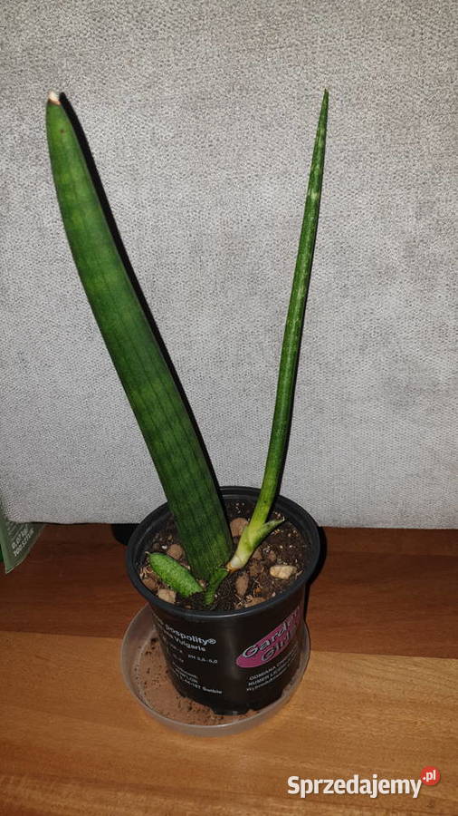 Sansewieria cylindryczna gruba 2 Warszawa