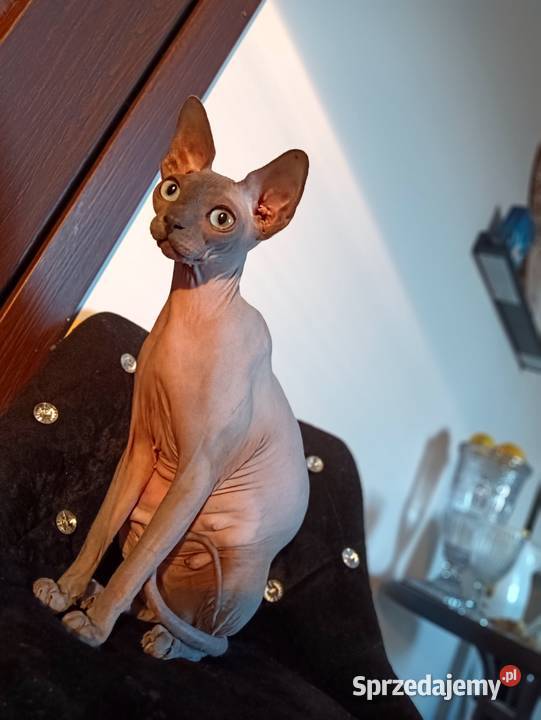 Sfinks Kanadyjski kotka hodowlana FPL Pleszew