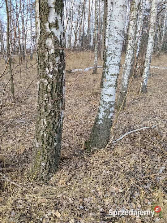 Sok z brzozy oskoła Zgierz