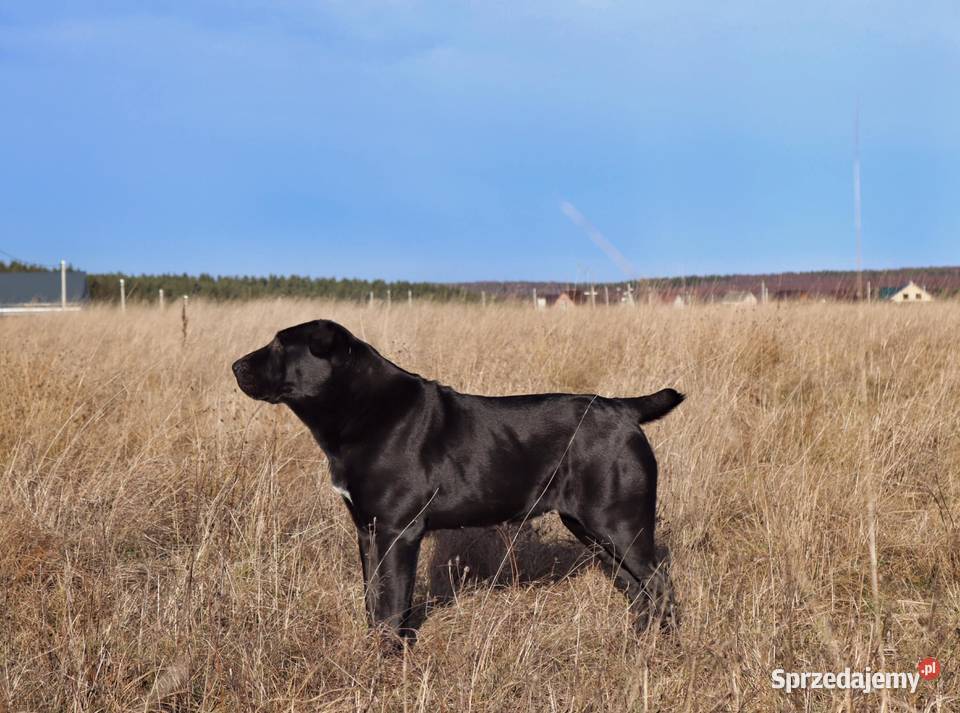 Owczarek Środkowoazjatycki zapowiedź miotu wielkopolskie Konin