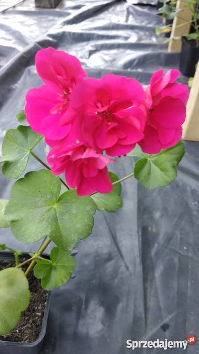 Sadzonki Pelargonia Nowe odmiany Kraków