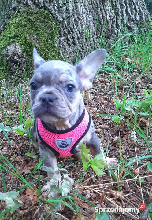 Buldog francuski dziewczynka i chłopczyk Buldog Pabianice