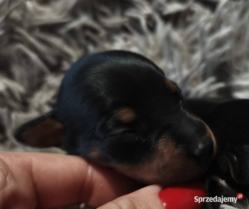 Szczenięta Pinczer Miniaturowy Łochów