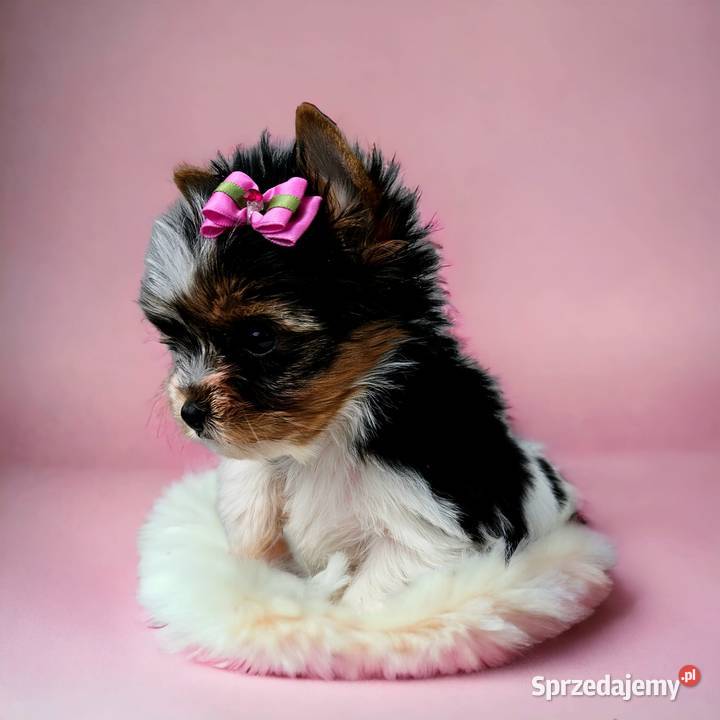 MINI Perełka YORK BIEWER SUCZKA Rodowód Umowa opolskie Opole