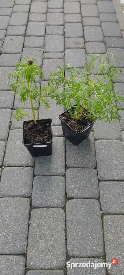 Paeonia tenuifolia delikatna Opole