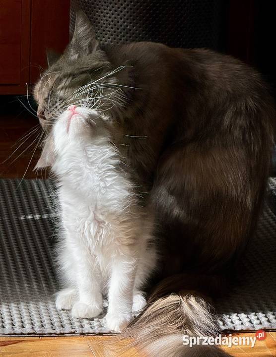 Kocięta Maine Coon do odbioru i rezerwacji Wrocław