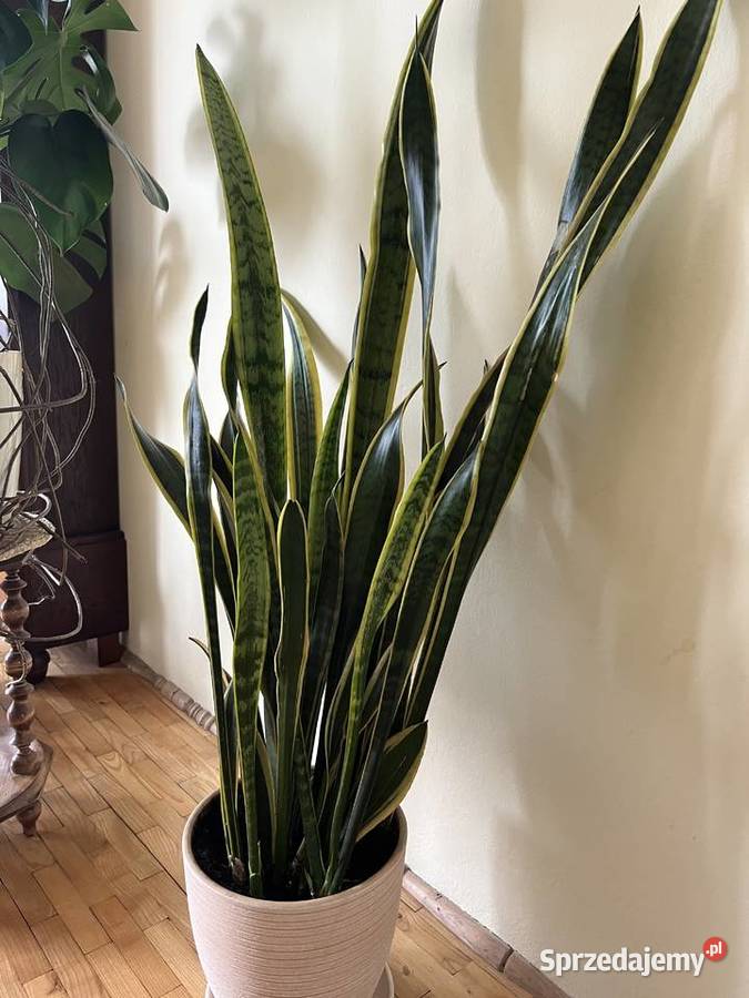 Sansewiera duży kwiat w donicy łódzkie Radomsko sprzedam