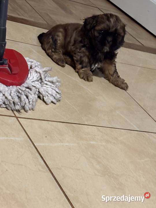 Suczka shih tzu