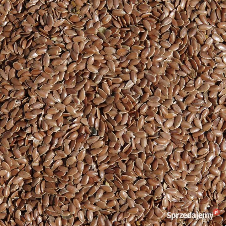 Siemię lniane 2025