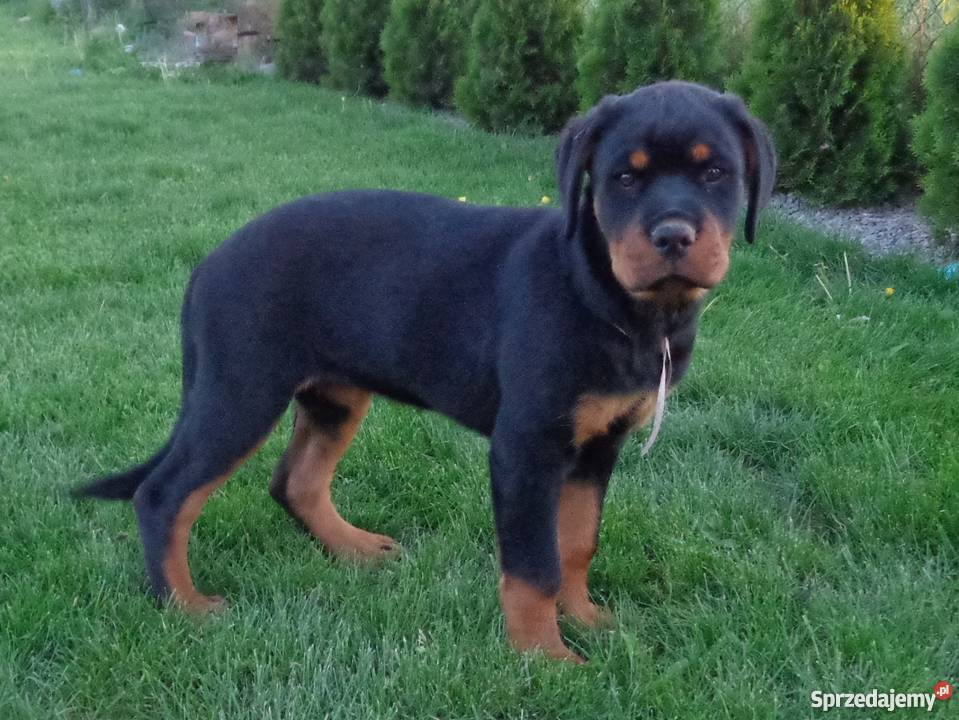 Rottweiler szczenięta z rodowodem ZKwP FCI Krępiec