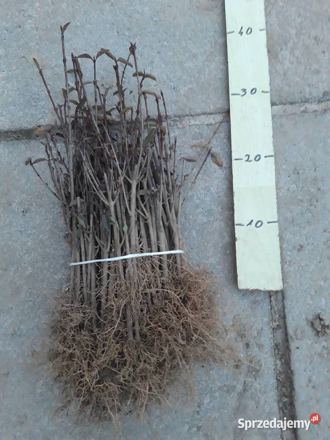 Ligustr liguster tani żywopłot 100 sztuk Kożuchów