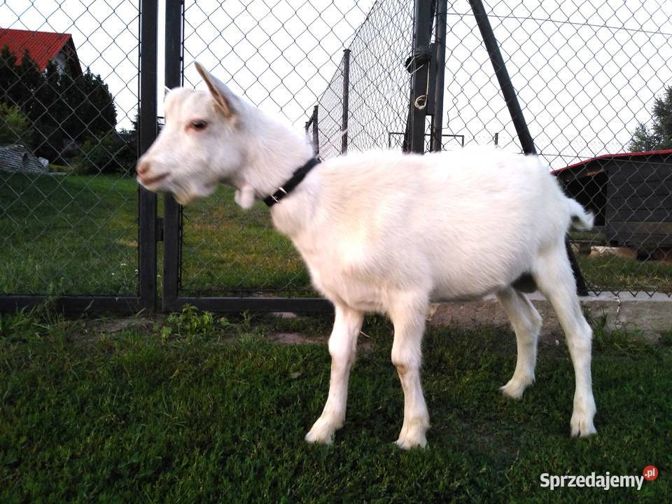 Koziołek capek 5 mcy Czersk Świecki