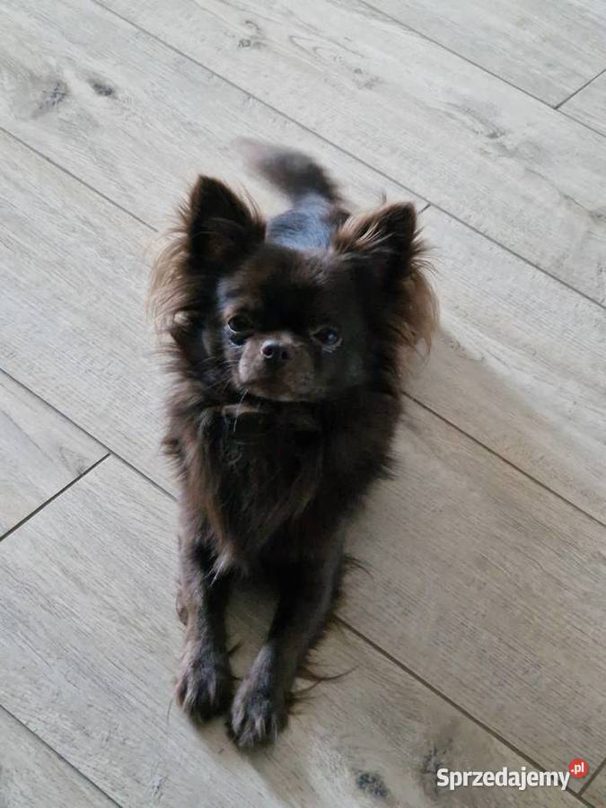 Piekny reproduktor Chihuahua długowłosy wielkopolskie Piła