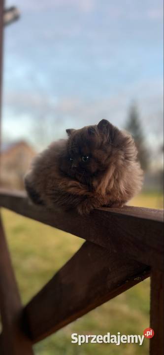 Kocur Brytyjski czekolada Rodowód WCF mazowieckie Mińsk Mazowiecki