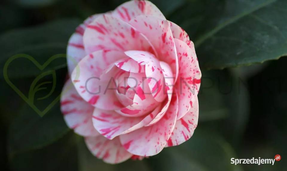 Kamelia Japońska Zimozielone Pięknie Pachnie Knurów