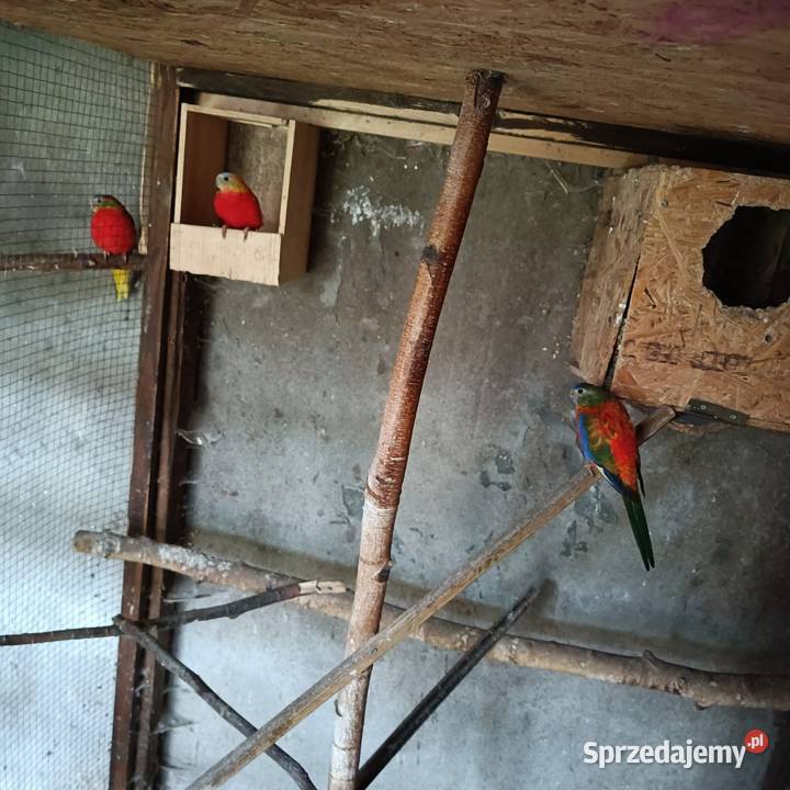 Sprzedam papugi z zdjęcia wielkopolskie Pleszew sprzedam