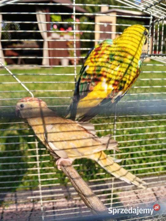 Świergoty para lęgowa piękne kolory Brzeziny
