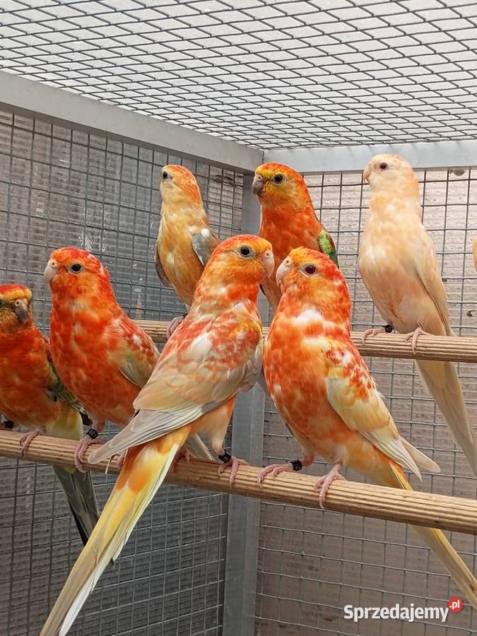 Świergotki Orange sprzedam