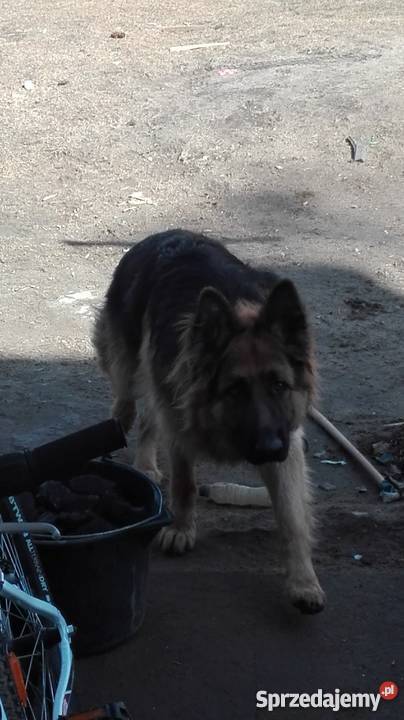 Szczeniaki owczarek niemiecki Zwierzęta Świdnica