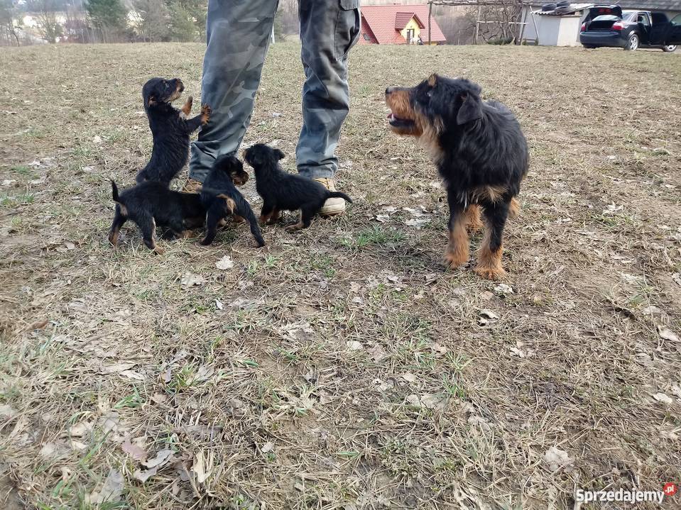 terier niemiecki myśliwski Ciężkowice