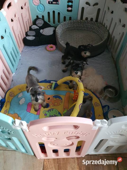 Sznaucer Miniatura rodowodowe szczenięta Sznaucer Radomsko