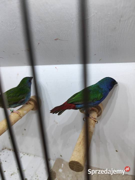 Papuzik błękitny Forbesa paraAstryld Astryldy Myślenice