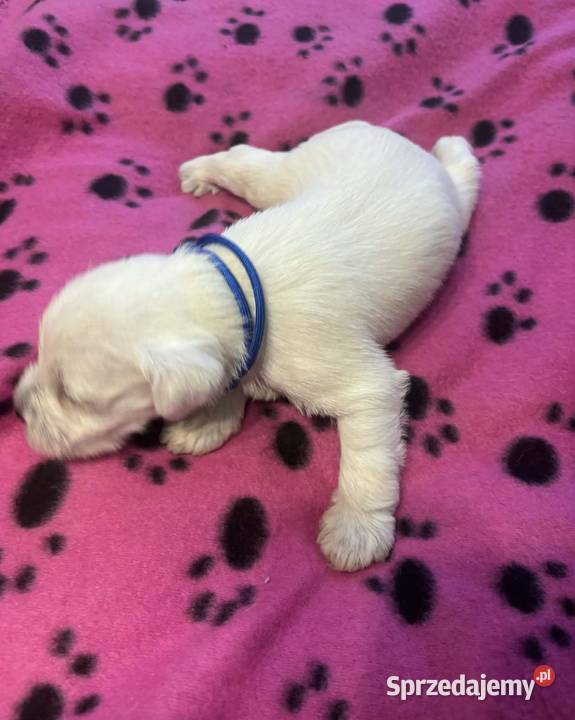 Sznaucerki Zwierzęta Gniezno