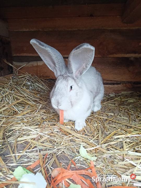 Sprzedam samce Więcbork