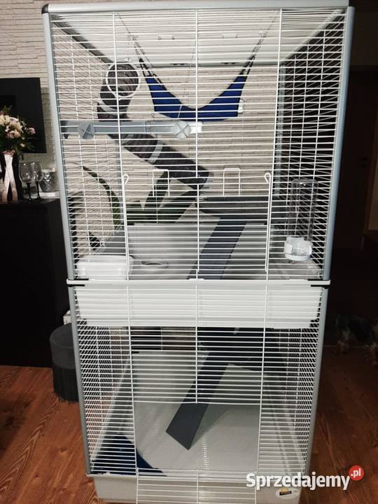 Sprzedam parę surykatek Krosno