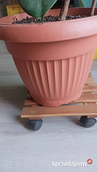 Fikus Ficus Elastica łódzkie Łódź