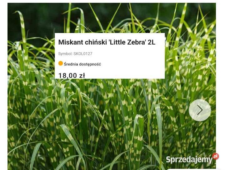 Jesienne promocje na roślinki Hortensje trawy