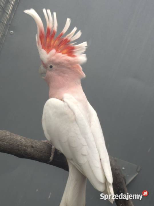 Samiec Kakadu Inka dorosły