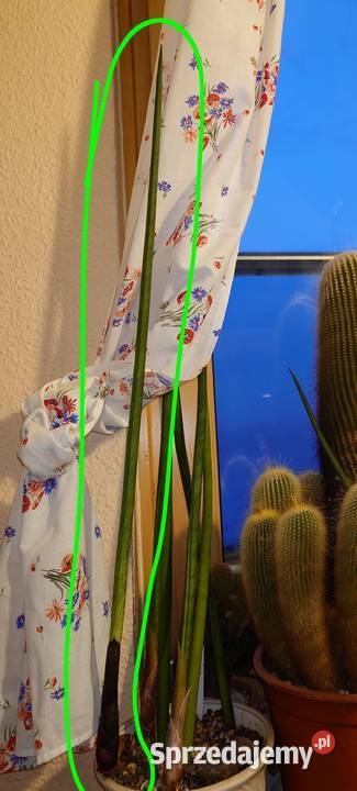 Sansevieria bacularis z kolekcji odrost liść 75 Warszawa