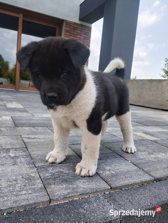 Szczeniaki Akita Amerykańska Śmigiel