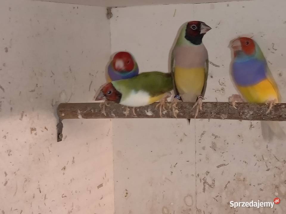 Amadyny Wspaniałe Blachownia