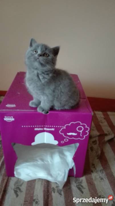 Piękne kotki brytyjskie na sprzedaż Kolbuszowa