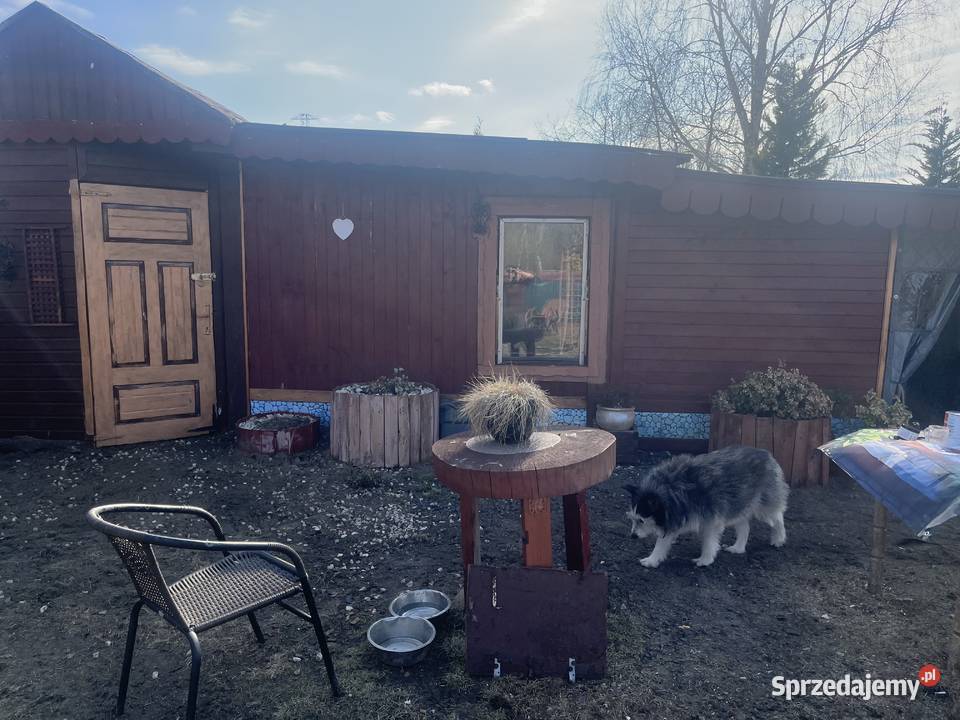 Sprzedam działkę ROD Oaza Plock Sprzedaż mazowieckie Płock